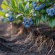 The Science Behind Fulvic Acids and Enhanced Blueberry Root Uptake