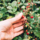 How Plant Nutrition Affects Berry Flavor, Size, and Shelf Life