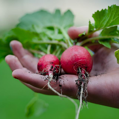 Two radishes with leaves