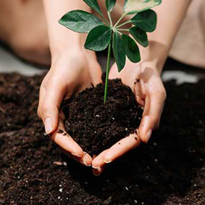 Hands holding small plant