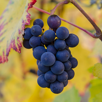 Purple grapes