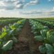5 Reasons to Switch to Organic Fertilizers for Better Farming
