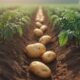 Top Fulvic Acid Benefits for Growing Potatoes