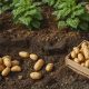 How Organic Fertilizers Improve Potato Quality and Storage Life