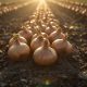 How the Right Agricultural Nutrition Plan Drives High-Quality Onion Production