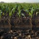 What Makes Organic Fertilizer Essential in Corn Production