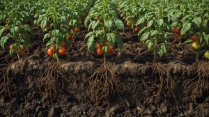How Organic Fertilizers Help Tomato Plants Grow Better and Improve Soil Health