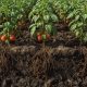 How Organic Fertilizers Help Tomato Plants Grow Better and Improve Soil Health