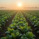 When to Apply Biostimulants for Healthy and Strong Plant Growth