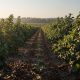 What Are the Benefits of Fulvic Acid in Blueberry Farming?