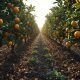 Sustainable Citrus Yield Management Using OMRI-Listed Agricultural Inputs