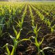 Top Organic Fertilizer Practices for Healthier Corn Crops