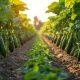 The Disadvantages of Chemical Fertilizers in Cucumber Farming