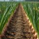 The Importance of Soil Nutrition in Onion Agriculture