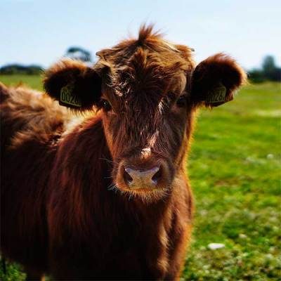 animal-nutrition