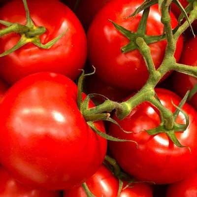 Red Tomatoes